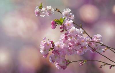 花枝 樱花 春天 粉色的 开花 梅花 盛开 日本樱桃 分支 树