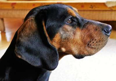 狗 焊接的狗 布 动物 家畜 朋友 狗鼻子 鼻子 狗耳朵 猎犬