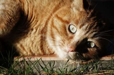 猫咪 动物 眼睛 小猫 猫 毛皮 老虎 肖像