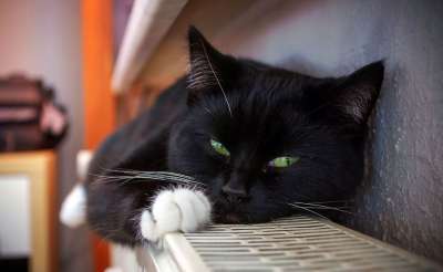 猫 动物 家畜 猫眼 黑猫 年轻的猫