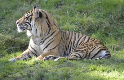 老虎 动物 捕食者 野生动物 猫 食肉动物 危险的