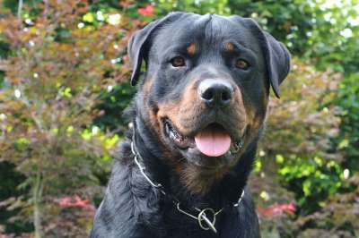 狗 罗威纳犬 动物 宠物 犬类 肖像 年轻