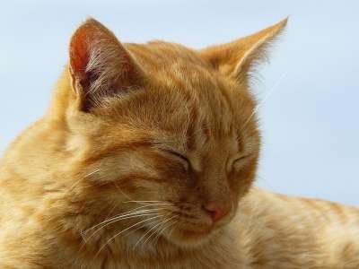 猫 动物 猫脸 Katzenkopf 头 猫肖像 野生动物 肖像
