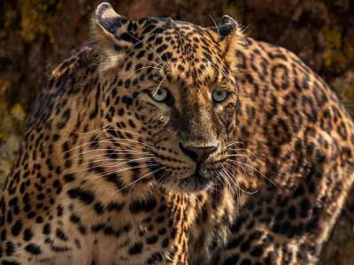 动物园 捷豹 猫科动物 捕食者 野蛮的 自然 野猫 危险