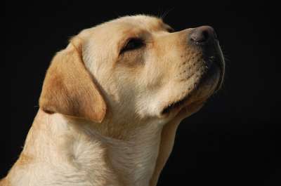 金毛猎犬 狗 拉布拉多 母狗 家畜 白色的