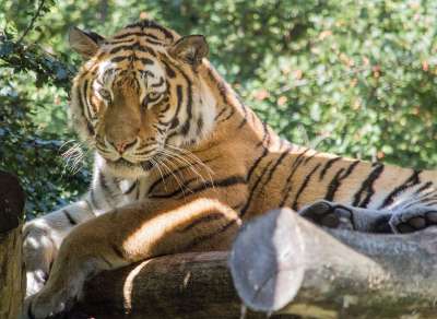 老虎 蒂尔加滕 好漂亮 大猫 动物园 捕食者 动物 野猫
