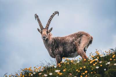 高山山羊 斯坦博克 动物 Ibex 角 野生动物 摩羯座 高山