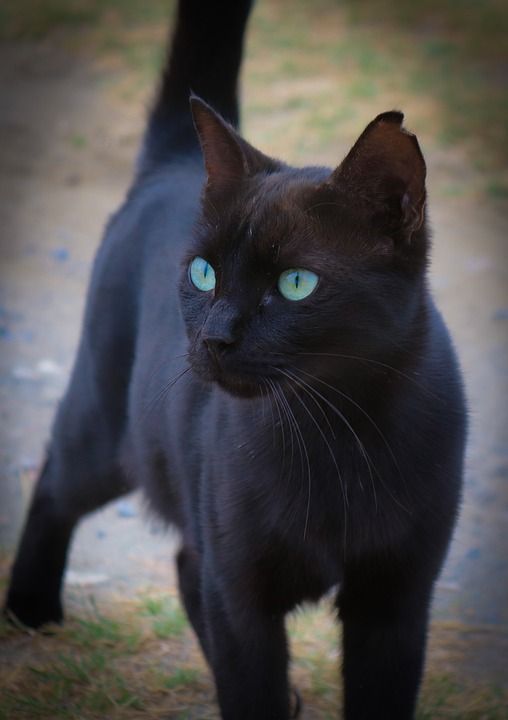 猫 动物 家畜 家猫 猫眼 眼睛 黑色的 街头猫 动物肖像