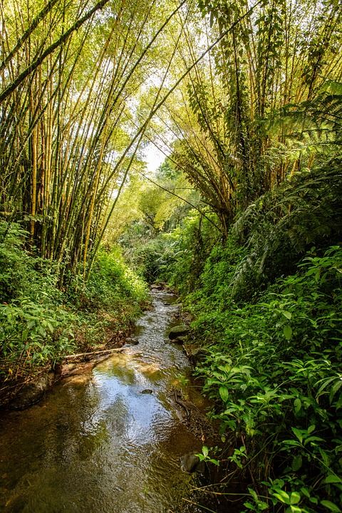 夏威夷 棕榈树 叶子 热带 自然 棕榈 天堂 景观 路 桥