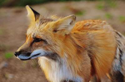 狐狸 野生动物 捕食者 森林动物 自然 野生动物园 荒野 动物
