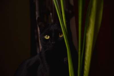 猫 黑色的 家猫 小猫 黑猫 动物 胡须 猫的眼睛 金色的眼睛