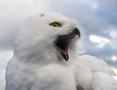 雪鸮 鸟 猛禽 动物 猫头鹰 喊 天空 哭出来