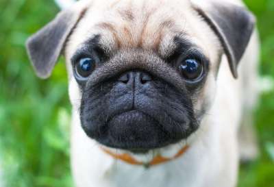 狗 可爱的 动物 犬类 宠物 哈巴狗 小狗