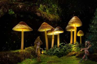 幻想 光 森林 蘑菇 精灵 情绪 自然 童话 夜晚 背景