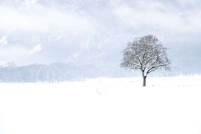 雪 冬天 树 景观 自然 白色的 光秃秃的树 下雪的 寒冷的