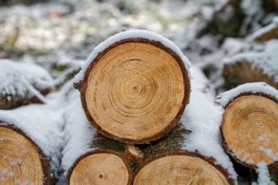 木头 木制的 锯 背景 自然 树 森林 雪 树干 木头 木头