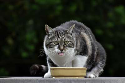 动物 猫科动物 猫 哺乳动物 物种 国内动物 小猫 户外