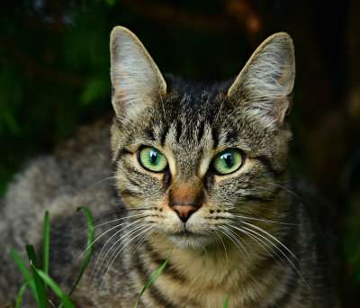 猫 动物 哺乳动物 栅栏 猫在围栏 虎斑猫 鲭鱼 宠物 国内的
