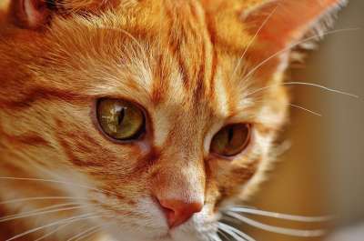 猫 宿醉 红色的 可爱的 鲭鱼 老虎 舒适 动物 家猫 毛皮