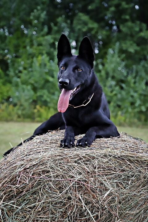 德国牧羊犬 狗 大海捞针 步行