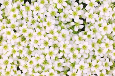 花 花海 开花 盛开 春天 花的灿烂 春天的花朵 明亮的 结构体