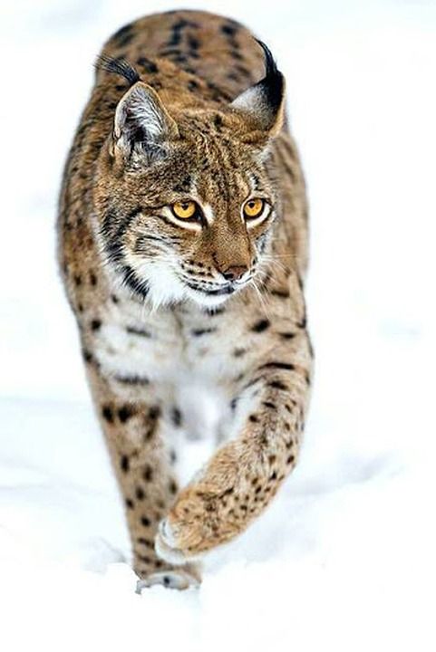 冰 猫 白色的 寒冷的 自然 冬天 一 蓝色的 雪 动物