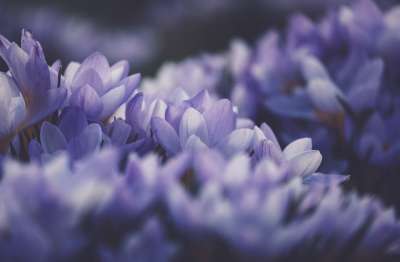 高清壁纸 番红花 紫色的 花朵 花瓣 紫色的花朵 紫色花瓣 开花