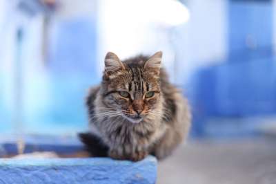 猫 老虎 摩洛哥 街头猫 长发 蓝色的 墙 野猫 鲭鱼 蓬松的