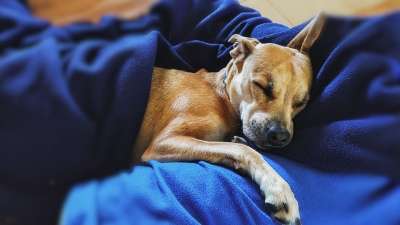 吉祥物 比特犬 小品种 国内的 狗 睡眠