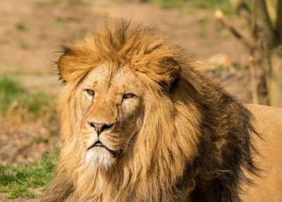狮子 肖像 男性 鬃毛 食肉动物 猫科动物 捕食者 猫 毛皮