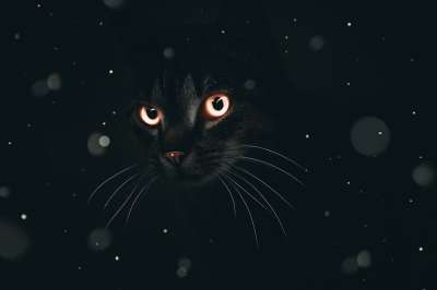 猫 眼睛 动物 背景 幻想 照相馆 黑色的 黑暗的