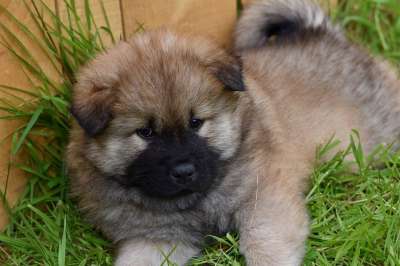 狗 小狗 年轻的狗 Eurasier 种狗Eurasier 狗罩的黑色