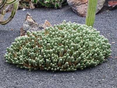 仙人掌花园 仙人掌 兰萨罗特岛 西班牙 非洲的旅游景点 Guatiza
