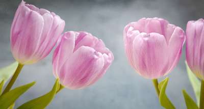 郁金香 粉色的 粉色花 花 粉红色的花朵 开花 数量 花瓣 投标
