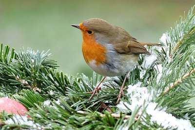知更鸟 Erithacus Rubecula 鸟 冬天 花园 觅食