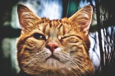猫 眨眼 乐趣 毛皮 动物 红色的 可爱的 家畜 Mietze