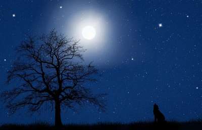 月亮 星空 夜晚 天堂 树 狗 嗥 星星