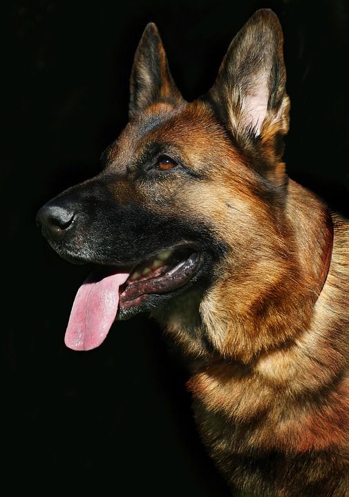 狗的画像 狗 德国牧羊犬 视线 纵向 宠物 人类的朋友 动物