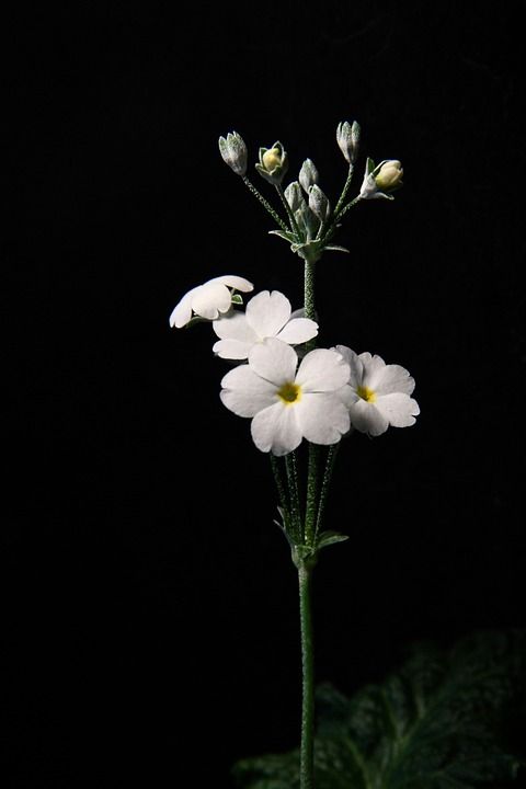 白色的花 花朵 自然