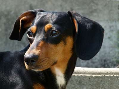 狗 犬类 腊肠犬 宠物 小狗 国内的 动物