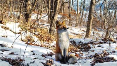 狐狸 自然 动物 面糊 动物群 野生动物 红色的 特写 雪