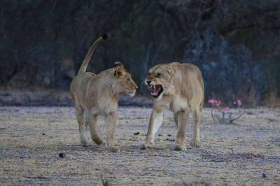 母狮 狮子 怒吼 非洲 捕食者 苹果浏览器 野生动物 猫 女性