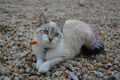 猫 小猫 猫看 动物 家畜 蓝眼睛 眼云 猫科动物 自然