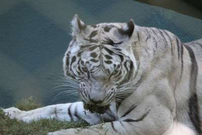 老虎 白色的 白化病 猫 荒野 野生动物 猫科动物 捕食者 条纹