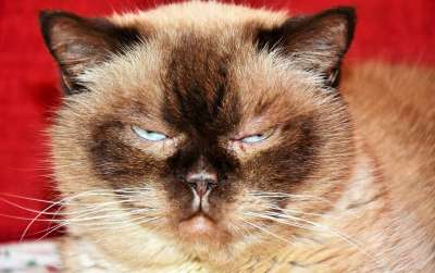 猫 品种猫 英国短毛猫 纯种 短发 毛皮 可爱的
