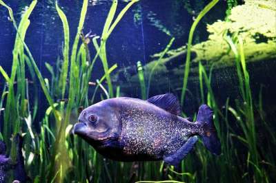 水族馆 自然 水下 鱼 水域 游泳 动物 野生动物 荒野 颜色