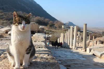 猫 土耳其 废墟