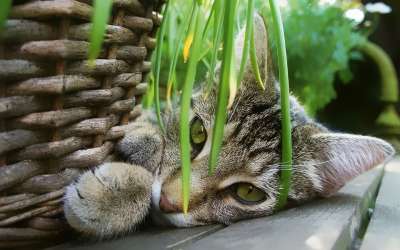 猫咪 花园 篮子 猫 动物 甜的 可爱 性质 休息 俏皮的