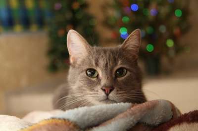 圣诞节的猫 类型 圣诞树 花环 灰猫 绿眼睛 猫 灰色的 动物