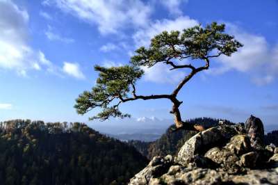 山 皮耶尼 景观 波兰 树 返回页首 秋天 小波兰 性质 岩